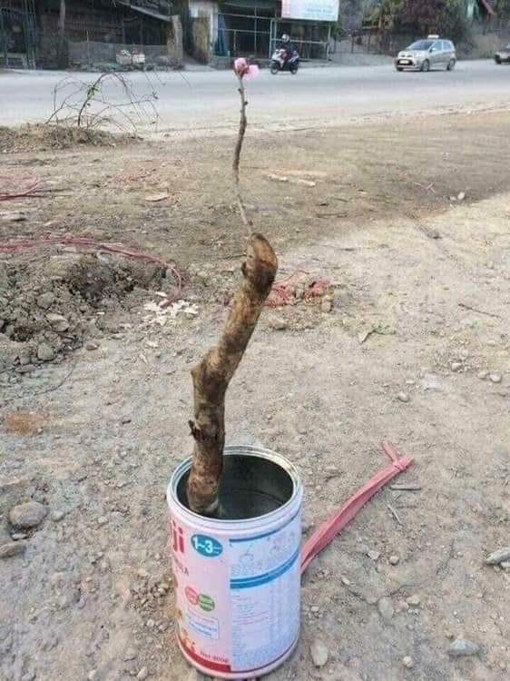 Nhà tớ cũng có đào chơi tết nhé