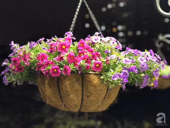 Mùng 1 đầu năm ghé thăm ban công rực rỡ sắc xuân đẹp đến nao lòng của mẹ Hà Thành - Ảnh 8.