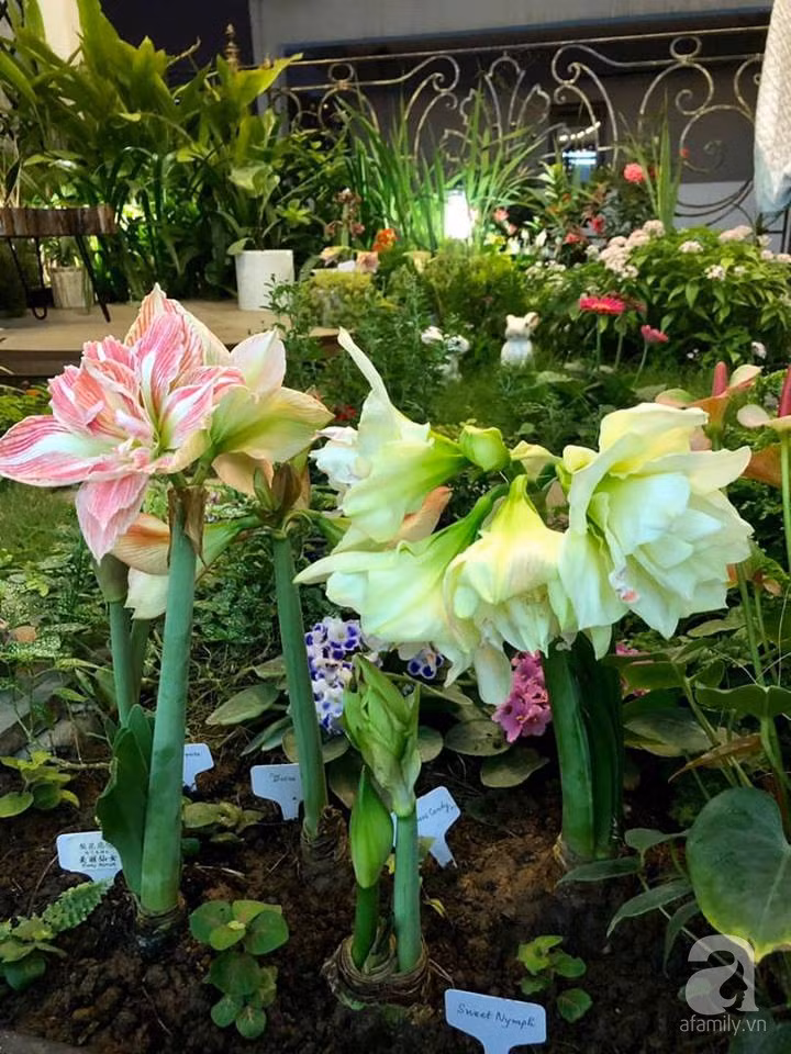 49213224_1910607562383420_7483546309266243584_n