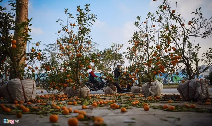 Những cây quất bán trước Tết có giá lên tới cả triệu đồng nhưng đến nay đều bị bỏ đi, trở thành rác.