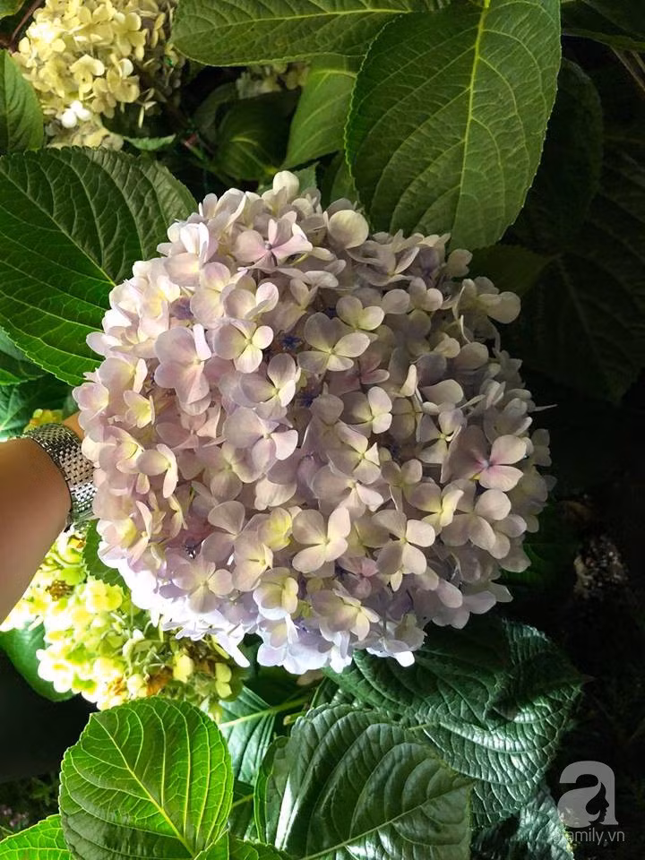 32506921_1582174808560032_2182252812715425792_n