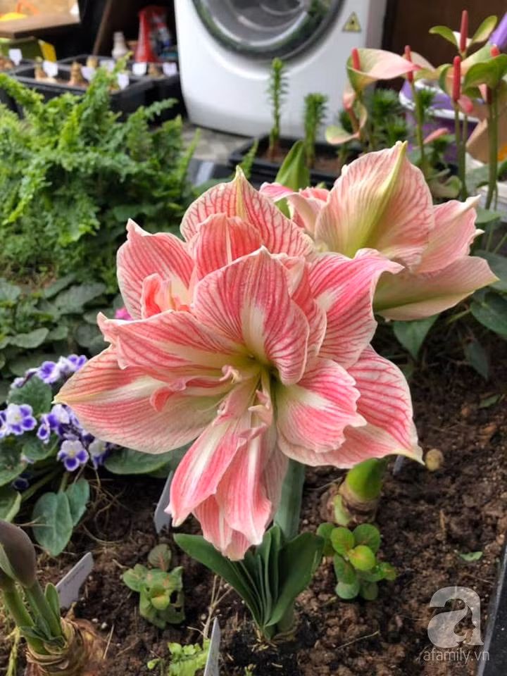 49261896_1894575910653252_1755318529323696128_n