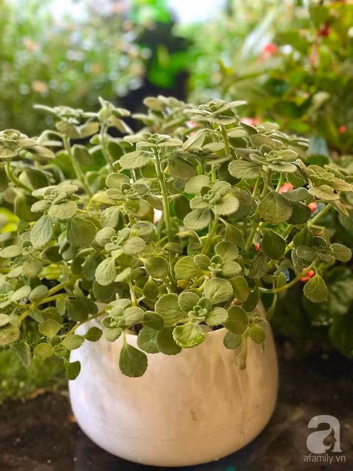 31164126_1558919374218909_3410810911902924800_n