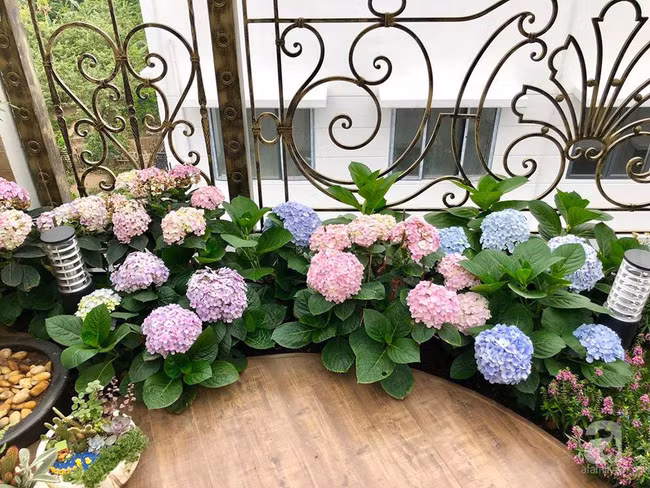 Mùng 1 đầu năm ghé thăm ban công rực rỡ sắc xuân đẹp đến nao lòng của mẹ Hà Thành - Ảnh 14.