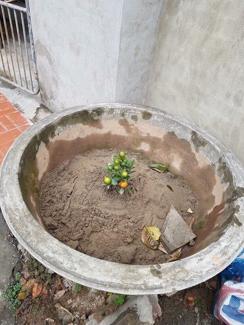 Cây quất đẹp và đầy kinh tế. Cây quất đẹp và đầy kinh tế.