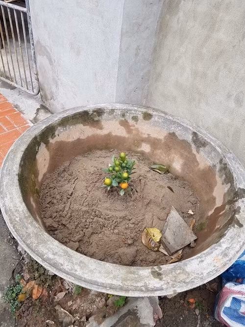 Cây quất đẹp và đầy kinh tế.