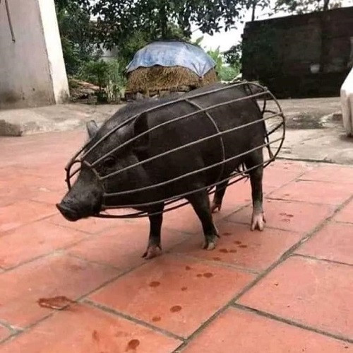 Năm con lợn vùng lên. Năm con lợn vùng lên.