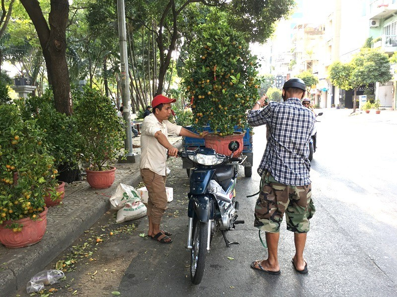 Tin nhanh - TP.HCM: Tâm sự rơi nước mắt của người đàn ông đập 200 chậu quất chiều 30 Tết (Hình 3).