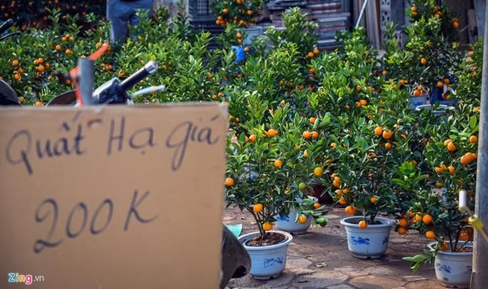 Tại khu vực đường Hoàng Quốc Việt (Hà Nội) dù chưa diễn ra cảnh đập chậu phá hoa nhưng các tiểu thương đều ngao ngán khi phải bán rẻ, bán đại hạ giá số quất đào còn tồn.