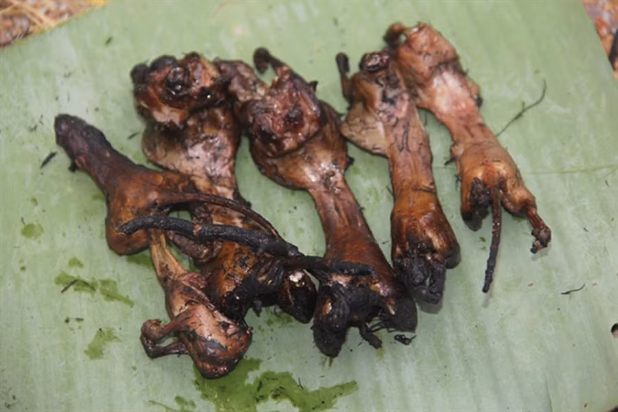 Thịt chuột đồng có thể chế biến thành nhiều món nhậu khoái khẩu.