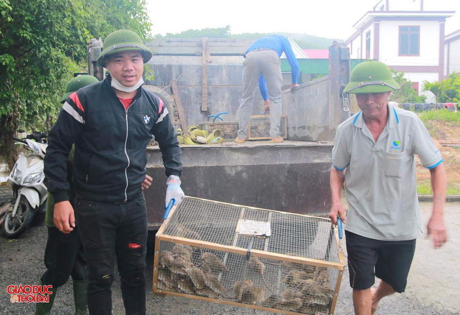 Chuột được mua rồi bán lại cho các quán nhậu trong và ngoài tỉnh.