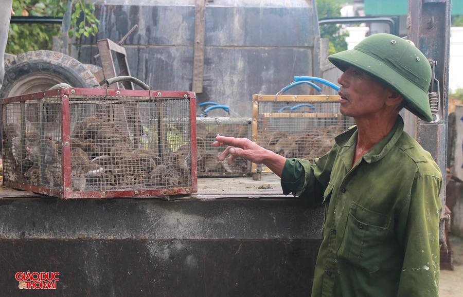 Chỉ mất vài tiếng, ông Lê Văn Thắng đã bắt được hơn 5kg chuột đồng.