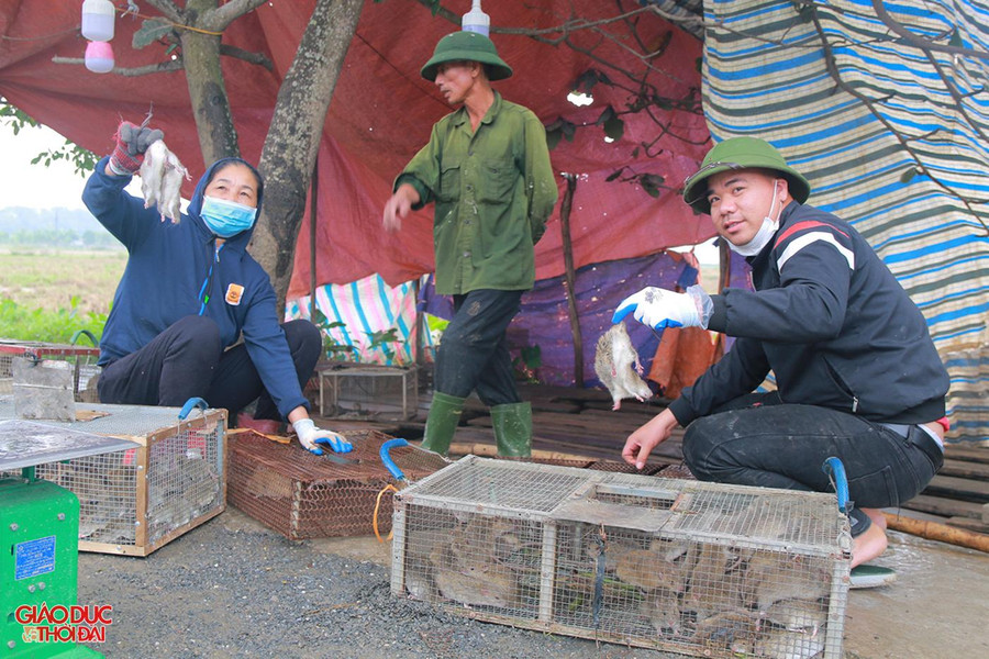 Người dân mang chuột đồng đến nhập cho cơ sở thu mua.