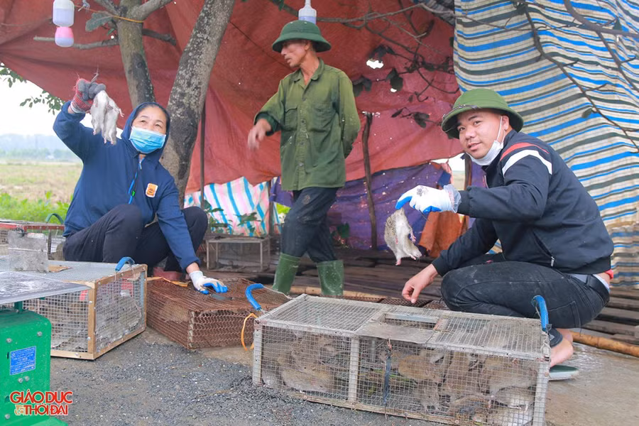 Người dân mang chuột đồng đến nhập cho cơ sở thu mua.