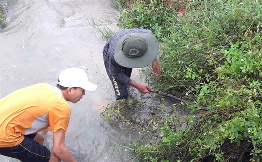 Người dân huyện Yên Thành đi ăn chuột đồng.