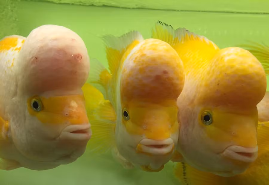 Đầu cá nhô lên một khối u kỳ lạ