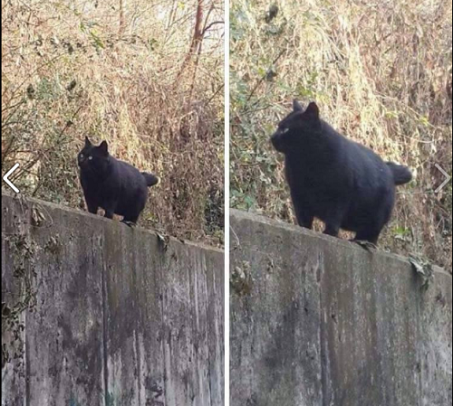 Màu đen sẽ giúp cho bạn ốm hơn với điều kiện bạn... không béo - ảnh hài hot nhất Facebook, 10 ảnh hot Facebook