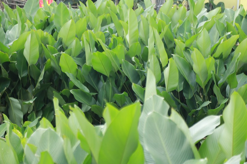 Vườn lá dong trước khi thu hoạch