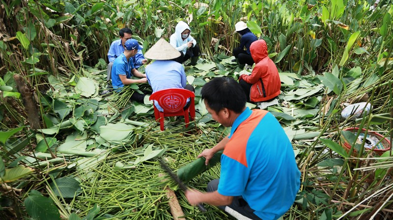 Người dân hối hả thu hoạch lá dong