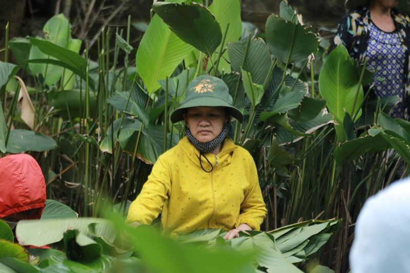 Cứ mỗi dịp Tết đến Xuân về người dân làng này lại hối hả thu hoạch lá dong phục vụ ngày Tết.
