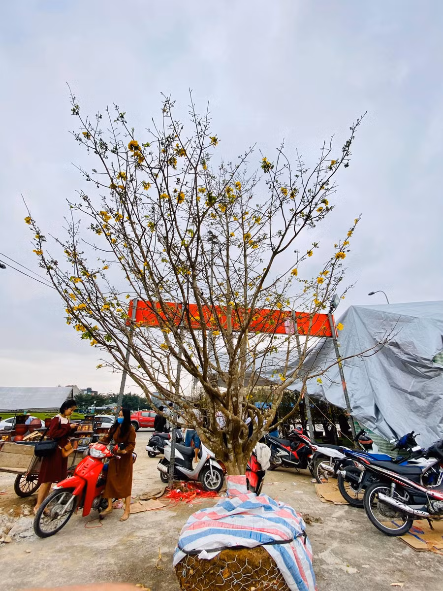 Cây mai rừng có tuổi đời 40 năm bán với giá 100 triệu đồng.