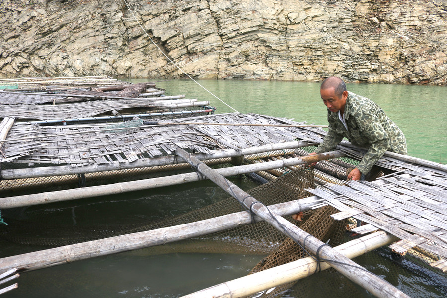 Mỗi lồng cá cho thu nhập từ 25-30 triệu đồng/1 năm.