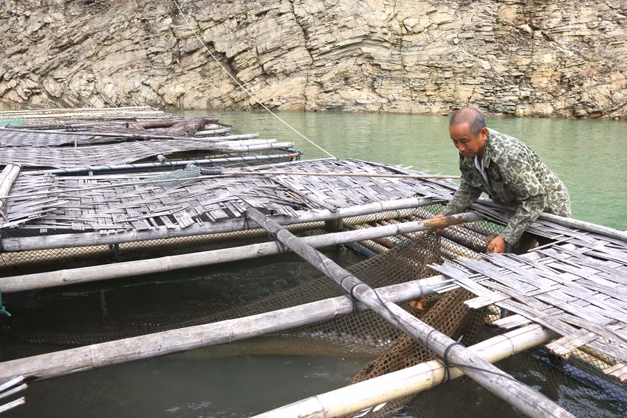 Mỗi lồng cá cho thu nhập từ 25-30 triệu đồng/1 năm.