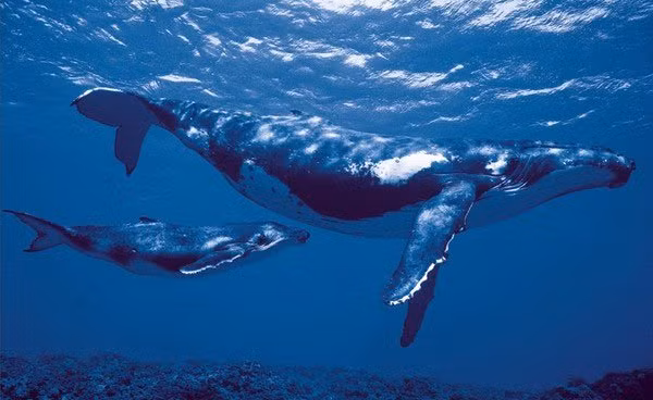 Cá voi Bắc Cực - loài động vật có vú sống thọ bậc nhất trên Trái đất.