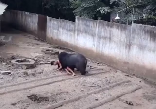  Taiphum bị con gấu kéo đi trong sự la hét của mọi người. 