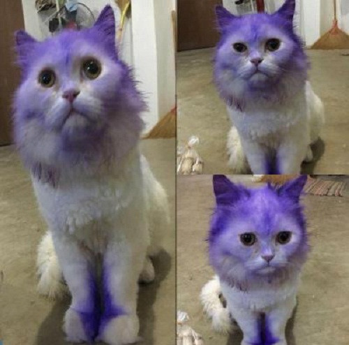 Đừng ngủ khi chủ còn thức. 10-anh-hai-hot-nhat-facebook-trong-ngay-7