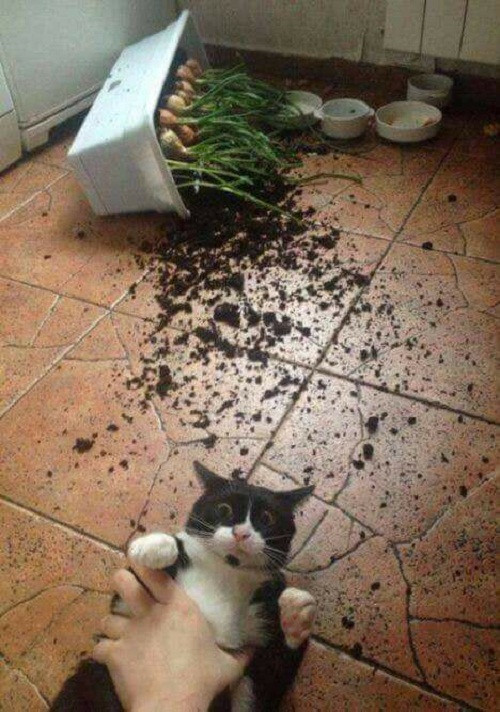 Khi kẻ gây rối bị bắt quả tang. 10-anh-hai-hot-nhat-facebook-trong-ngay-4