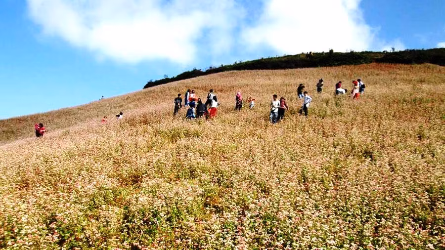 Vào mùa hoa tam giác mạch nở rộ, du khách mọi miền đổ về để thưởng thức và chiêm ngưỡng vẻ đẹp nơi đây
