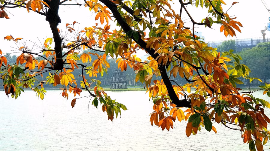 Hà Nội rực rỡ mùa lá vàng, lá đỏ ảnh 1