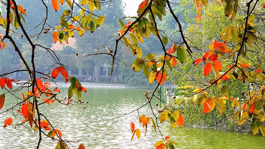 Hà Nội rực rỡ mùa lá vàng, lá đỏ ảnh 3