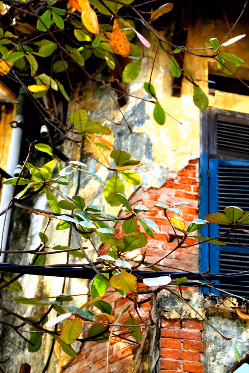 Hà Nội rực rỡ mùa lá vàng, lá đỏ ảnh 8