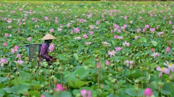 Vào mùa nở rộ, 5 đầm sen được giới trẻ trong Nam ngoài Bắc rỉ tai nhau check-in nhiều nhất