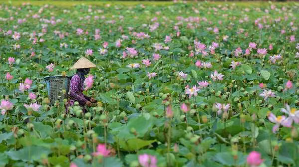 Vào mùa nở rộ, 5 đầm sen được giới trẻ trong Nam ngoài Bắc rỉ tai nhau check-in nhiều nhất