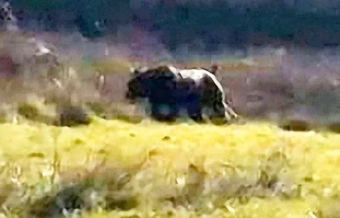 Ảnh chụp con thú được cho là Quái vật vùng Exmoor.