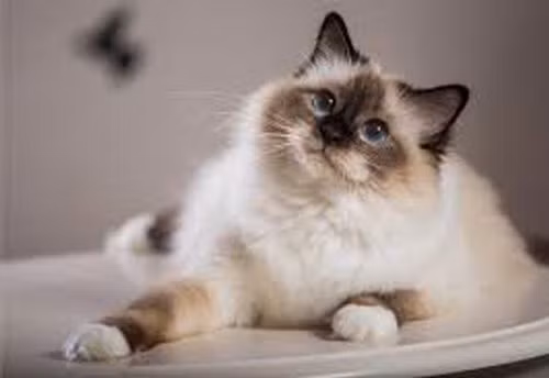  Birman là một trong những giống mèo hấp dẫn nhất với màu sắc nổi bật. Nó cũng được gọi là " Con mèo linh thiêng của Miến Điện ". Theo một truyền thuyết, Ngày xưa, một nhóm mèo trắng được sống trong một ngôi đền của người Miến Điện. Thật không may, vị linh mục đã bị giết bởi những tên cướp. Một con mèo trắng đến bên cạnh linh mục và ở bên ông khi ông trút hơi thở cuối cùng. Sau cái chết của linh mục, tất cả những con mèo trắng trong đền đã biến thành màu vàng hấp dẫn vì ân sủng của Nữ thần. Đôi mắt của những chú mèo từ đó cũng có màu xanh giống như Nữ thần.