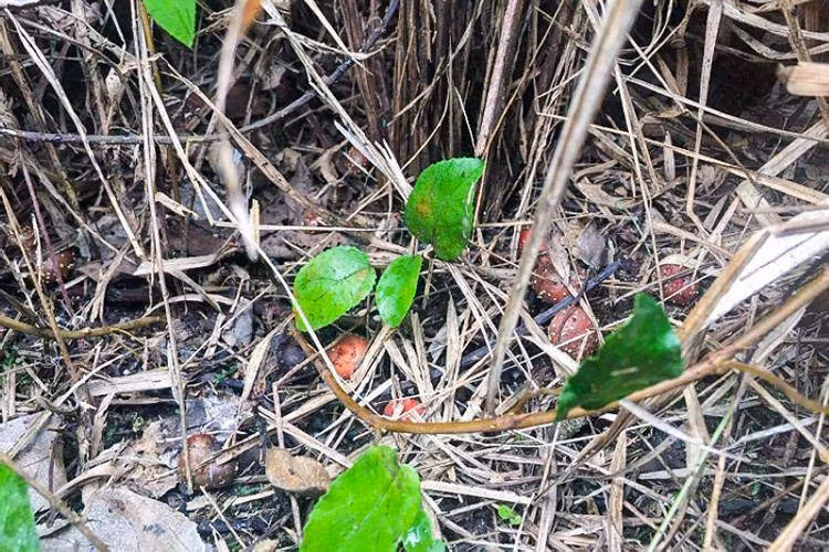 thu qua ky la moc hoang tren nui cao nhung lai co vi ngon khong the ta duoc - 3