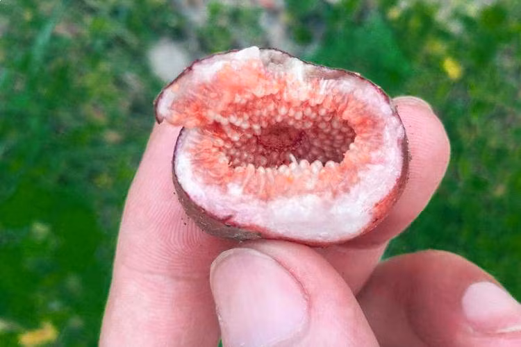 thu qua ky la moc hoang tren nui cao nhung lai co vi ngon khong the ta duoc - 5