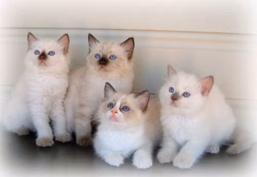 Ragdoll là một giống mèo với bộ lông hấp dẫn và đôi mắt xanh tuyệt vời. Đây là một con mèo rất tình cảm, vui tươi, trung thành và thích theo sau bạn mỗi khi ở nhà. Chúng cũng đủ thông minh để giấu móng vuốt khi chơi để không làm bị thương bạn. Chúng cũng chờ đón bạn ở cửa giống như những con chó bảo vệ.