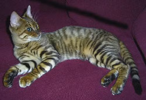 Giống mèo Toyger trông giống con hổ này là sự giao thoa giữa một con mèo giống Tabby tiêu chuẩn của Bengal và một con chó lông ngắn sọc. Cũng rất khó để tìm thấy giống mèo đặc biệt này bên ngoài nước Mỹ. Giống mèo Toyger vẫn đang được tiến hóa. 