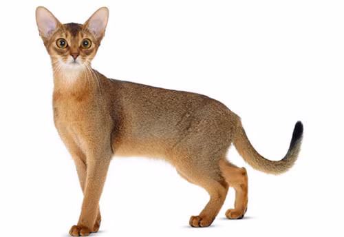 Những con mèo Abyssinian có kích thước trung bình, được đặt theo tên của Abyssinia (Tên cũ của Ethiopia). Giống mèo này có sự tương đồng mạnh mẽ với một con mèo linh thiêng của Ai Cập cổ đại.