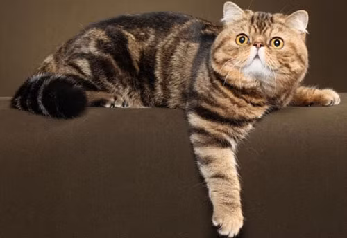 Những con mèo lông ngắn kỳ lạ có thân hình và khuôn mặt phẳng như giống Ba Tư vì vậy còn được gọi là mèo lông ngắn Ba Tư. Giống mèo kỳ lạ được phát triển vào năm 1950 bằng cách lai giữa mèo Ba Tư với các giống mèo lông ngắn khác nhau.