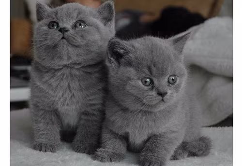 Mèo long ngắn của Anh là một trong những giống mèo cổ đại trên thế giới. Giống mèo này được nhập khẩu từ Anh vào Ai Cập vào thế kỷ 1 sau Công nguyên. Những con mèo lông ngắn cỡ trung của Anh cực kỳ tình cảm và điềm tĩnh.