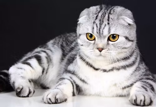 Giống mèo tai gấp Scotland đặc biệt được biết đến với đôi tai độc đáo, gấp xuống về phía trước. Chính sự đột biến gen trội khiến tai chúng bị cong như thế này, mang lại vẻ ngoài tròn trịa cho đầu mèo. Giống này cũng có đôi mắt to tròn và khuôn mặt tròn. 