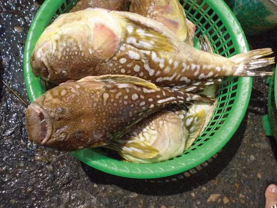 Ngộ độc cá nóc, 6 người thương vong 