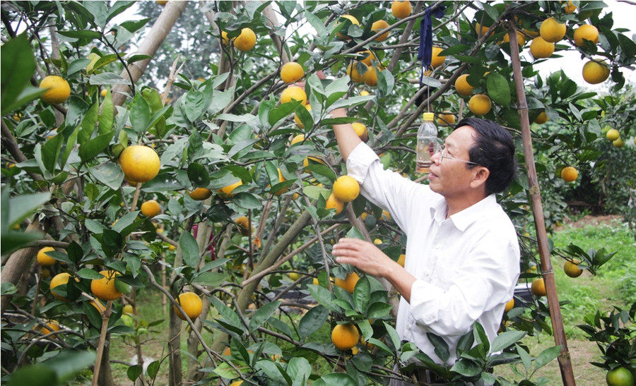 Đây là giải pháp nhằm bảo vệ thương hiệu cam Vinh và nâng cao trách nhiệm nhà vườn