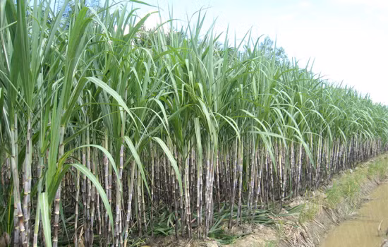 Lời giã biệt của cây mía